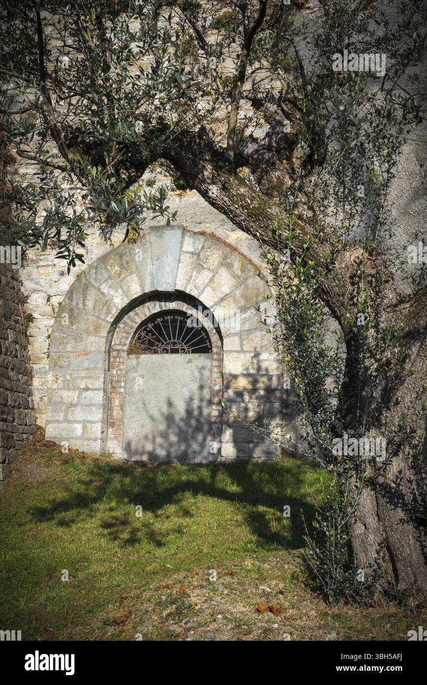 Olivo mediterraneo piantato nel giardino di un castello. Stile italiano. Luci e ombre straordinarie Foto Stock