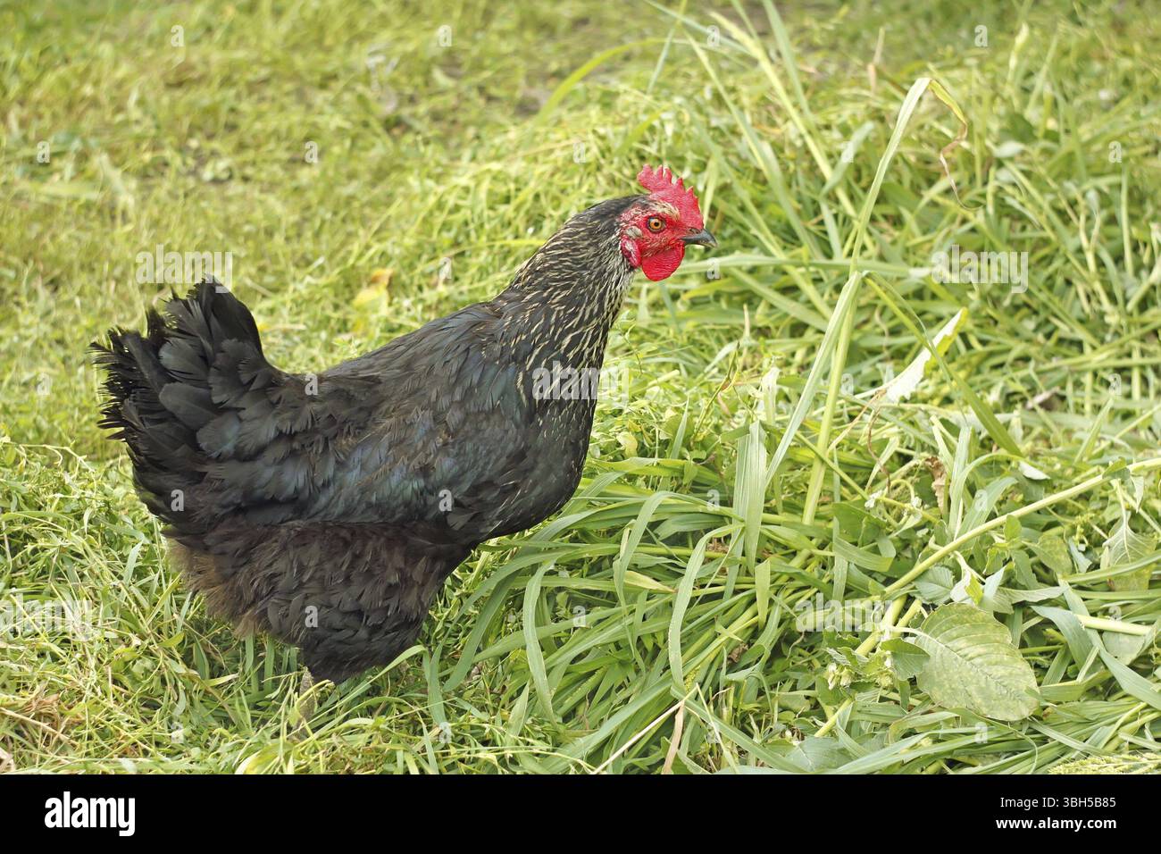 Gallina nera divertente che cammina sul prato tra le erbe mostruose Foto Stock