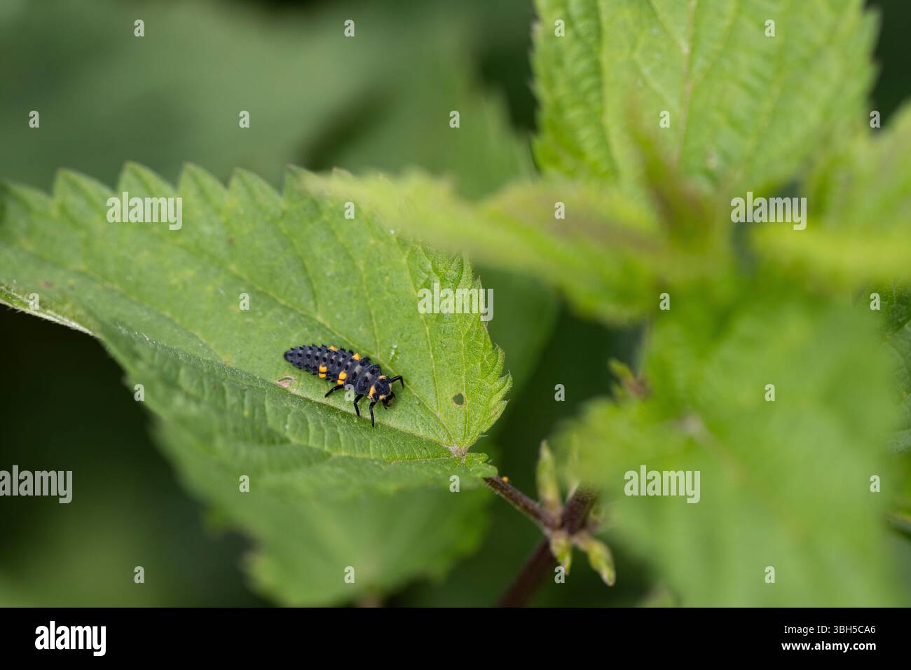 La larva di una coccinella a sette punti si trova su una foglia verde di un ortica pungente. Foto Stock