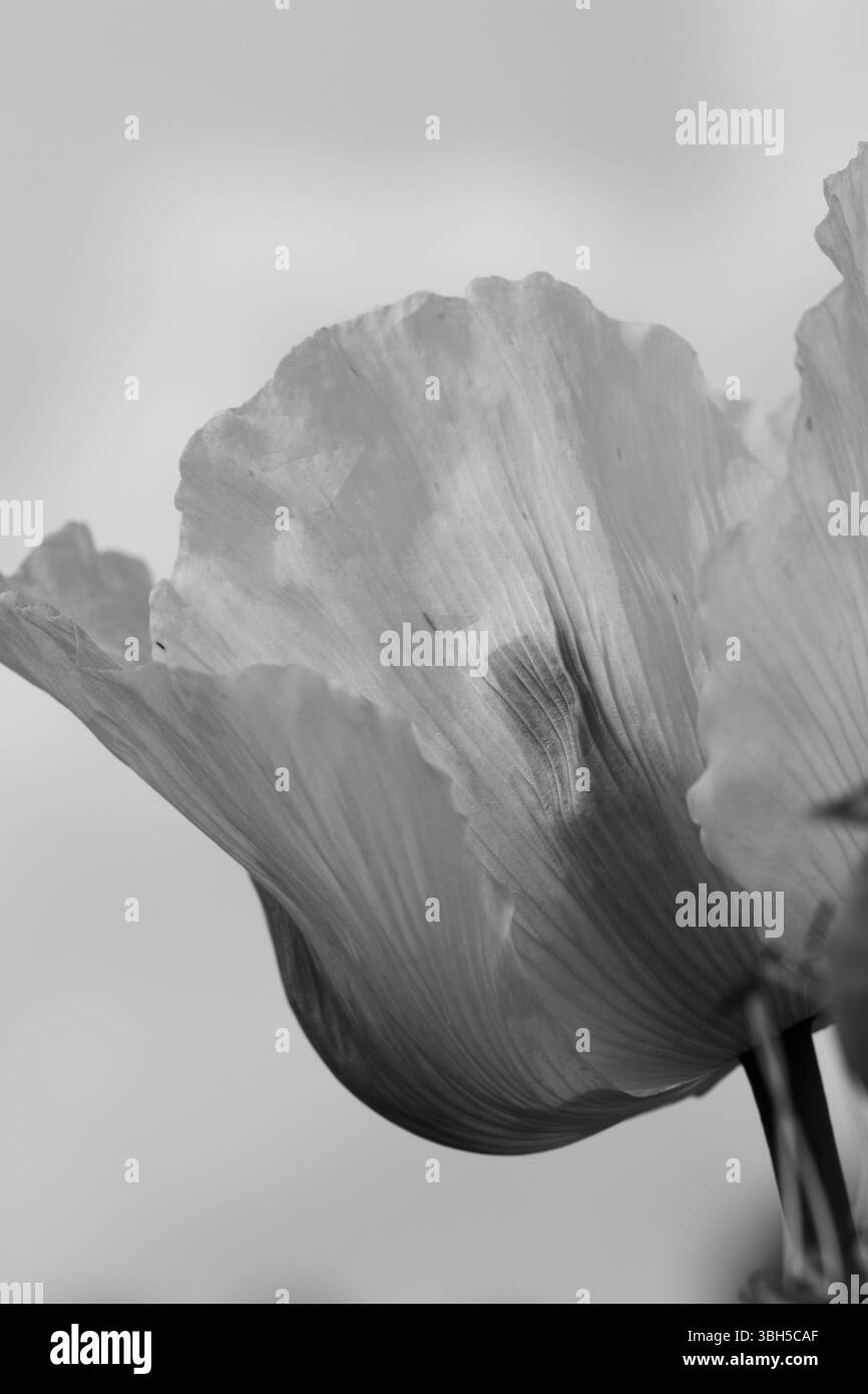 Un semitrasparente e delicato fiore di papavero su uno sfondo chiaro in bianco e nero. Foto Stock