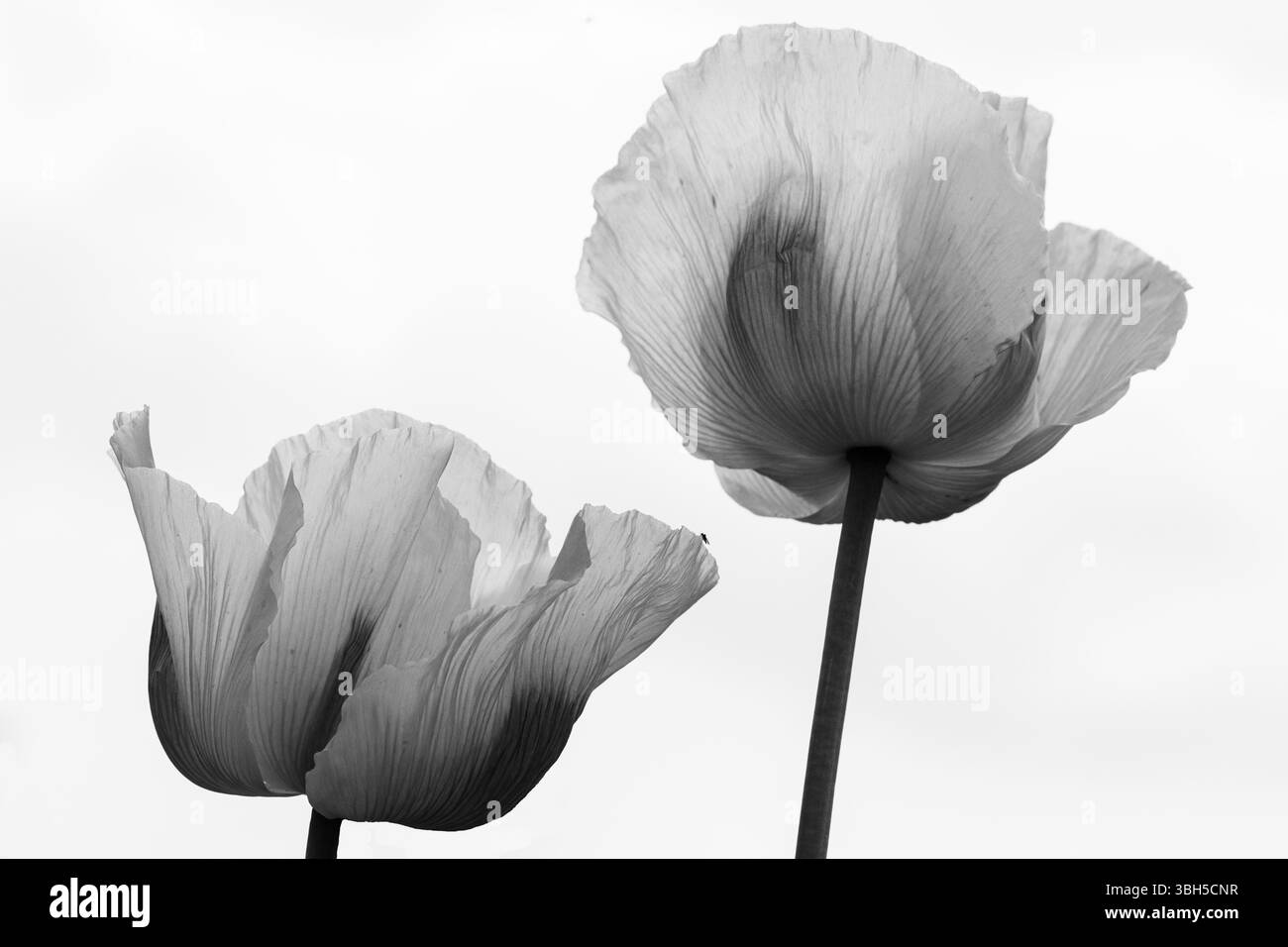Due fiori di papavero traslucidi e delicati su uno sfondo chiaro in bianco e nero. Foto Stock
