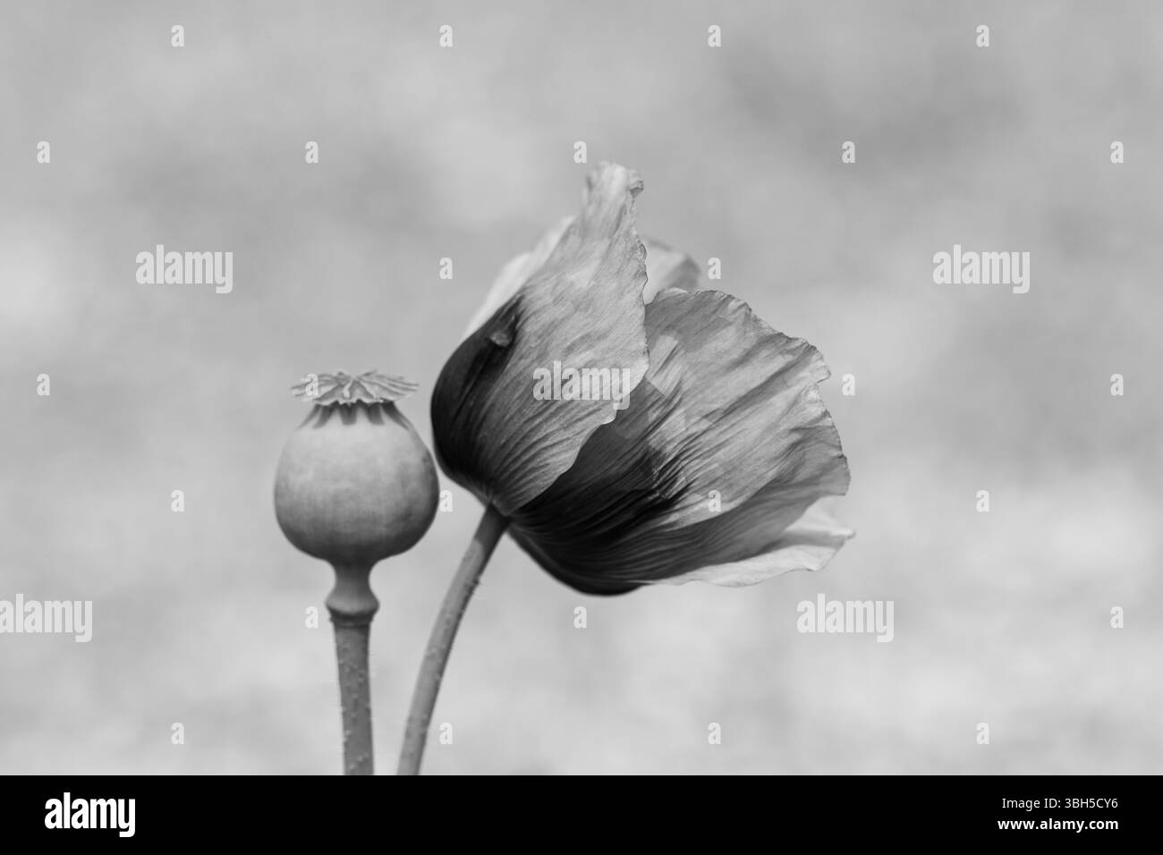 Delicati fiori di papavero da oppio traslucidi e una capsula di papavero su uno sfondo chiaro in bianco e nero. Foto Stock