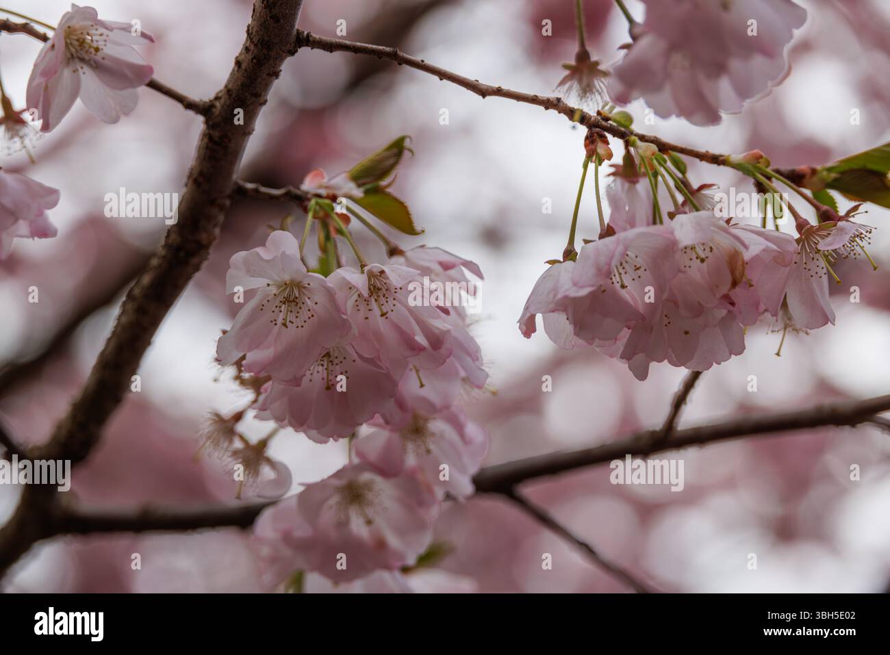 Fiori di ciliegio rosa in piena fioritura sui rami degli alberi del Branch Brook Park, Newark, New Jersey, con uno sfondo da sogno e morbido alla luce delle prime luci della primavera. Foto Stock