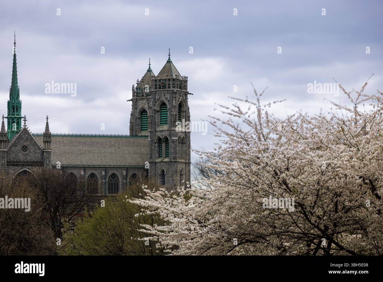 I fiori di ciliegio fioriscono nel Branch Brook Park, Newark, New Jersey, con la basilica cattedrale del Sacro cuore che si innalza maestosamente sotto un cielo nuvoloso primaverile. Foto Stock