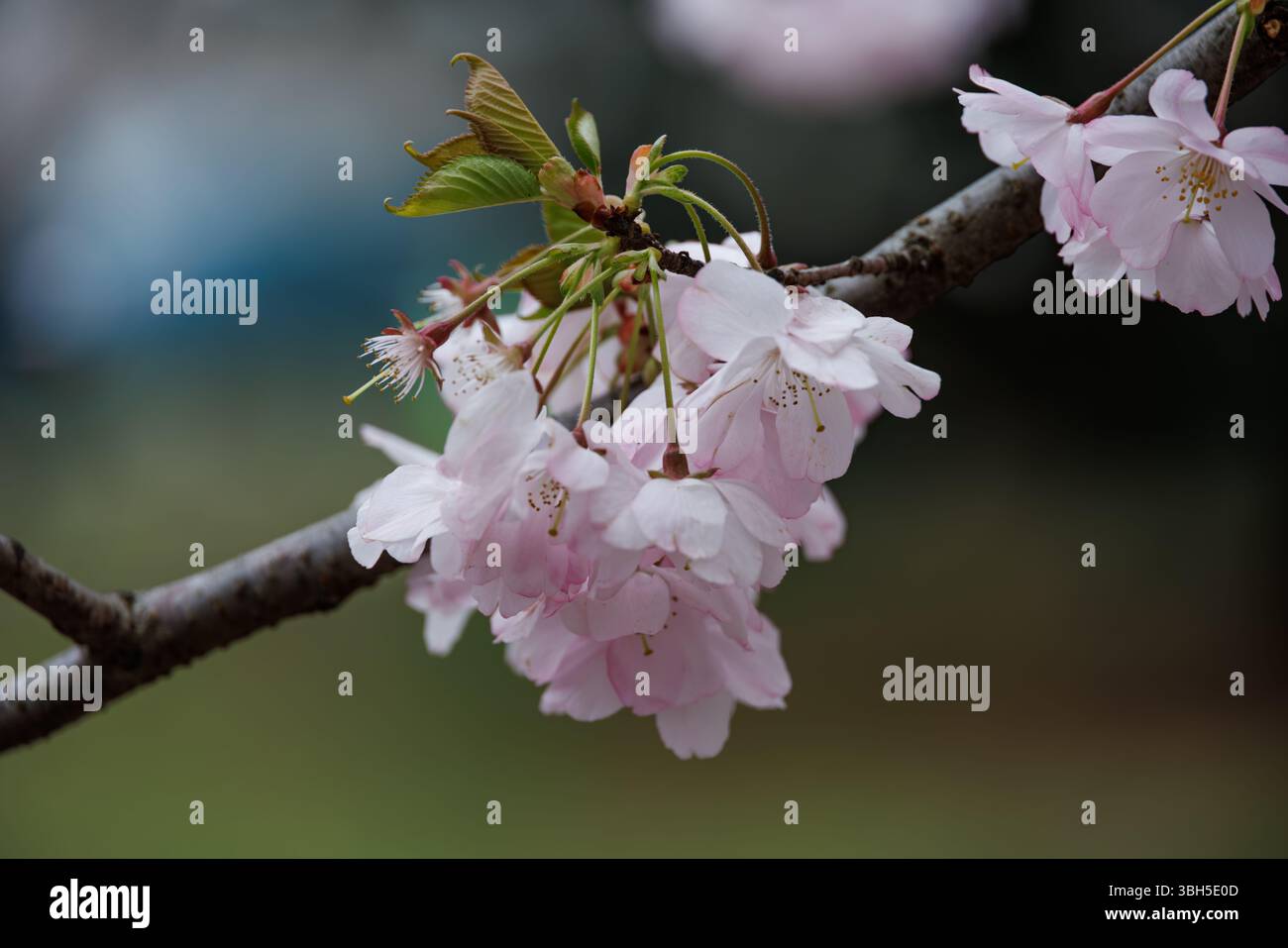Primo piano di delicati fiori di ciliegio rosa che fioriscono su un ramo di Branch Brook Park, Newark, New Jersey, con uno sfondo verde e blu a fuoco tenue in primavera Foto Stock