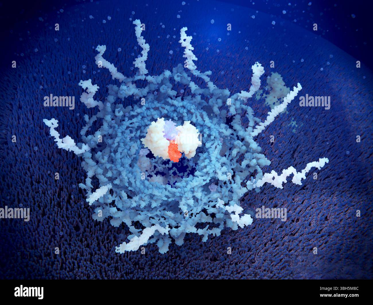 Complesso di pori nucleari che trasporta microRNA, illustrazione Foto Stock
