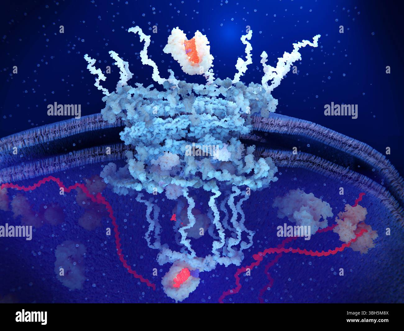 Complesso di pori nucleari che trasporta microRNA, illustrazione Foto Stock