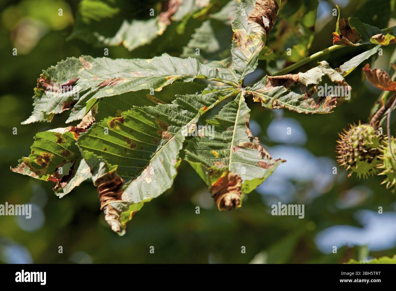 Botanica, castagno di cavallo (Aesculus hippocastanum), foglia di dettaglio con danni da fungo maligno (Guignardia aesculi) e minatore di foglie di castagno Foto Stock