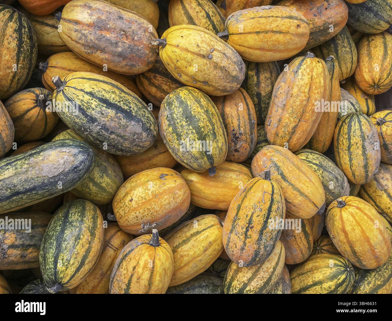 Raccolta di zucche di diversi colori. Raccolto autunnale. Evento di Halloween. Natura e benessere Foto Stock