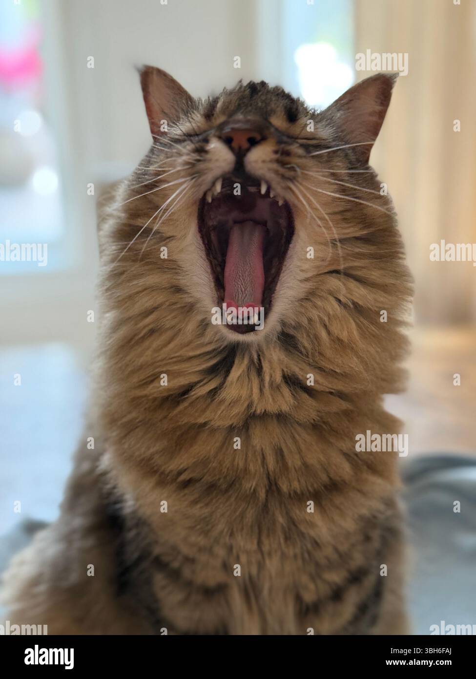 Tabby gatto che sbadiglia con la bocca spalancata - Immagine stock catturata con smartphone