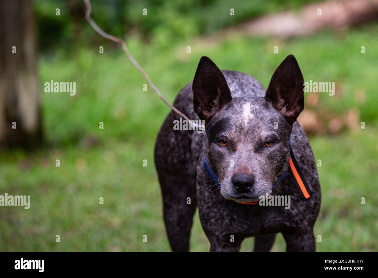 ritratto di un cane heeler blu da vicino Foto Stock