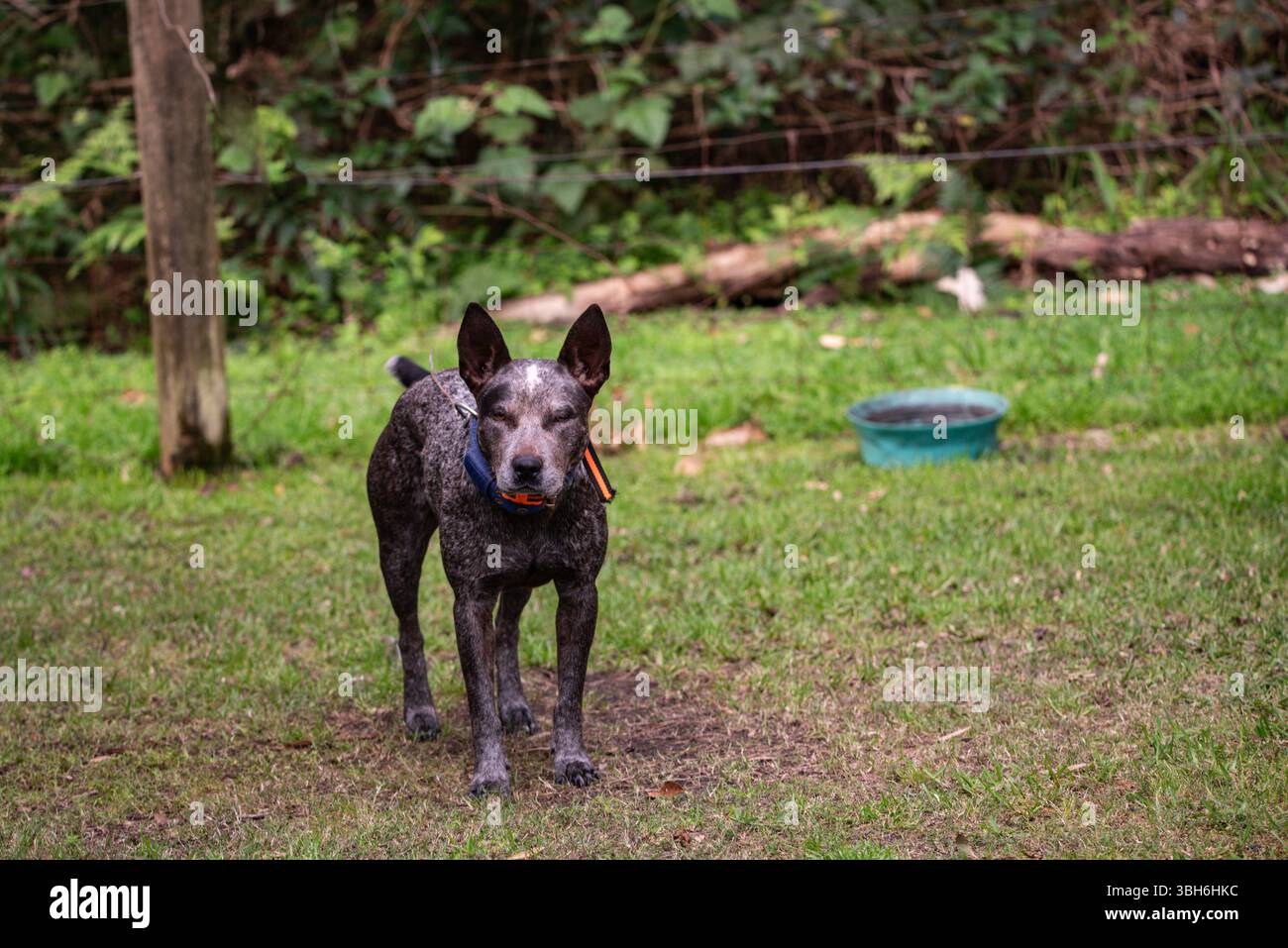 ritratto di un cane heeler blu da vicino Foto Stock