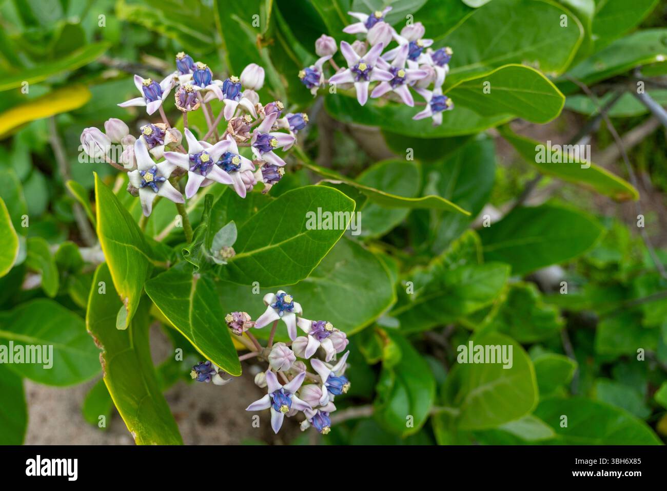 Gruppo di fiori con petali blu e bianchi. I fiori sono in un cespuglio verde. I fiori sono piccoli e raggruppati insieme Foto Stock
