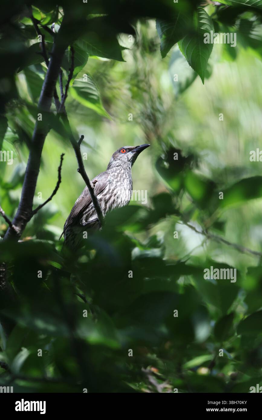 lo starling lucido asiatico (Aplonis panayensis) è una specie di starling della famiglia Sturnidae. Questa foto è stata scattata in Giappone. Foto Stock