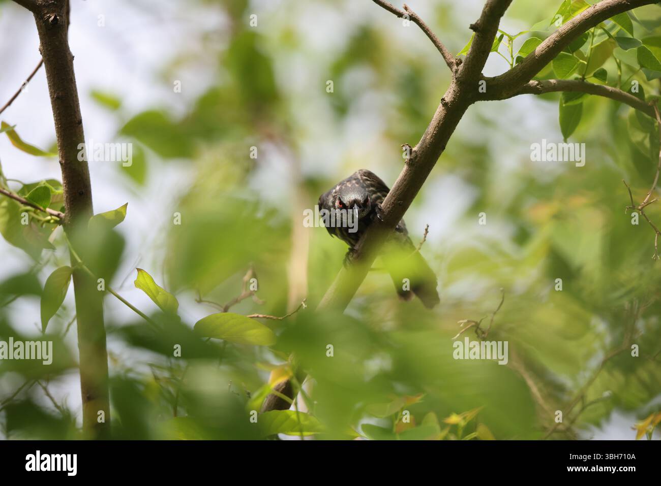 lo starling lucido asiatico (Aplonis panayensis) è una specie di starling della famiglia Sturnidae. Questa foto è stata scattata in Giappone. Foto Stock