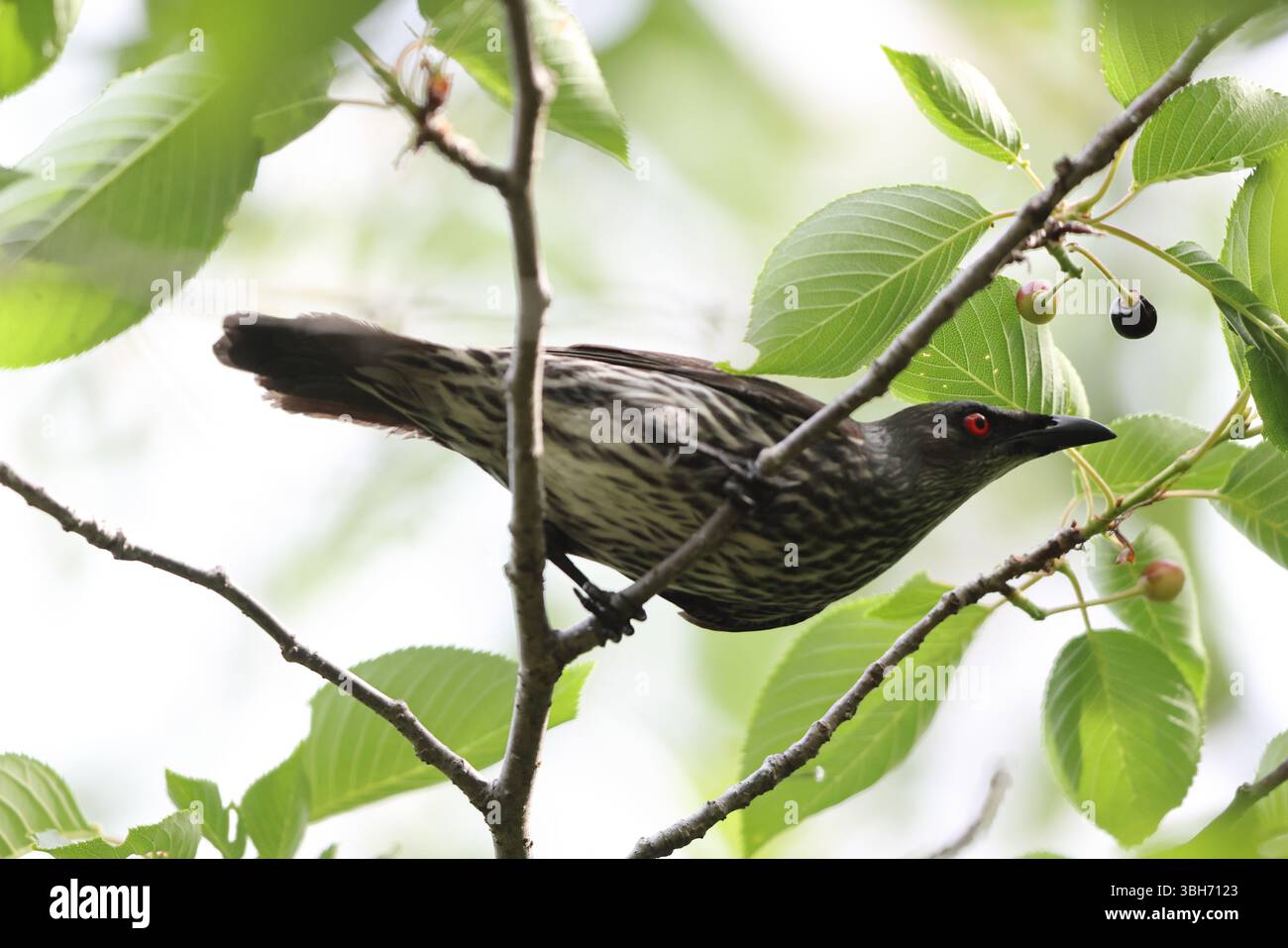 lo starling lucido asiatico (Aplonis panayensis) è una specie di starling della famiglia Sturnidae. Questa foto è stata scattata in Giappone. Foto Stock