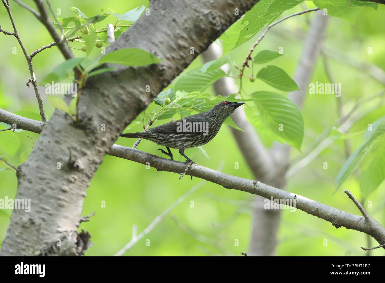 lo starling lucido asiatico (Aplonis panayensis) è una specie di starling della famiglia Sturnidae. Questa foto è stata scattata in Giappone. Foto Stock