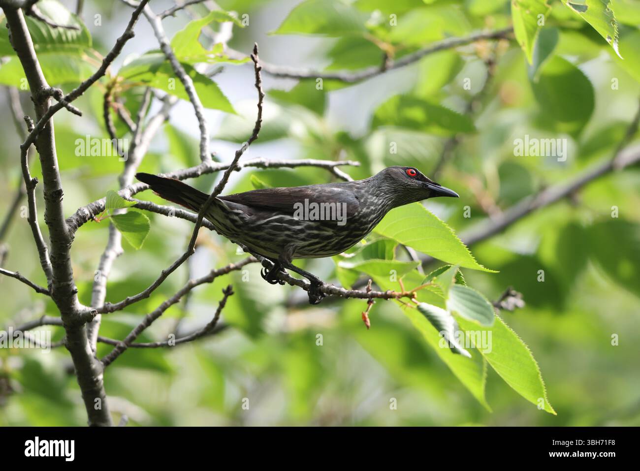 lo starling lucido asiatico (Aplonis panayensis) è una specie di starling della famiglia Sturnidae. Questa foto è stata scattata in Giappone. Foto Stock