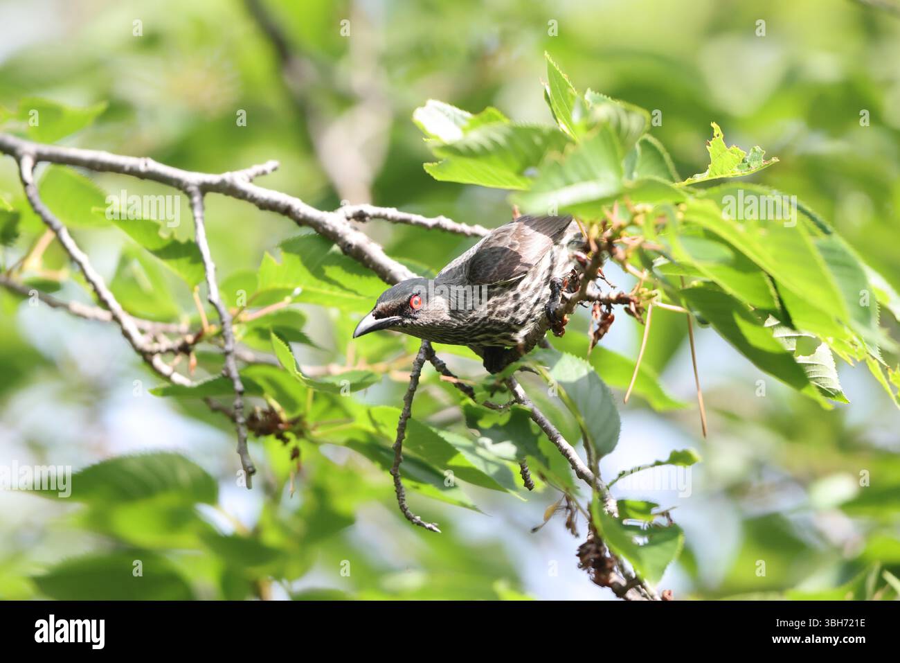 lo starling lucido asiatico (Aplonis panayensis) è una specie di starling della famiglia Sturnidae. Questa foto è stata scattata in Giappone. Foto Stock