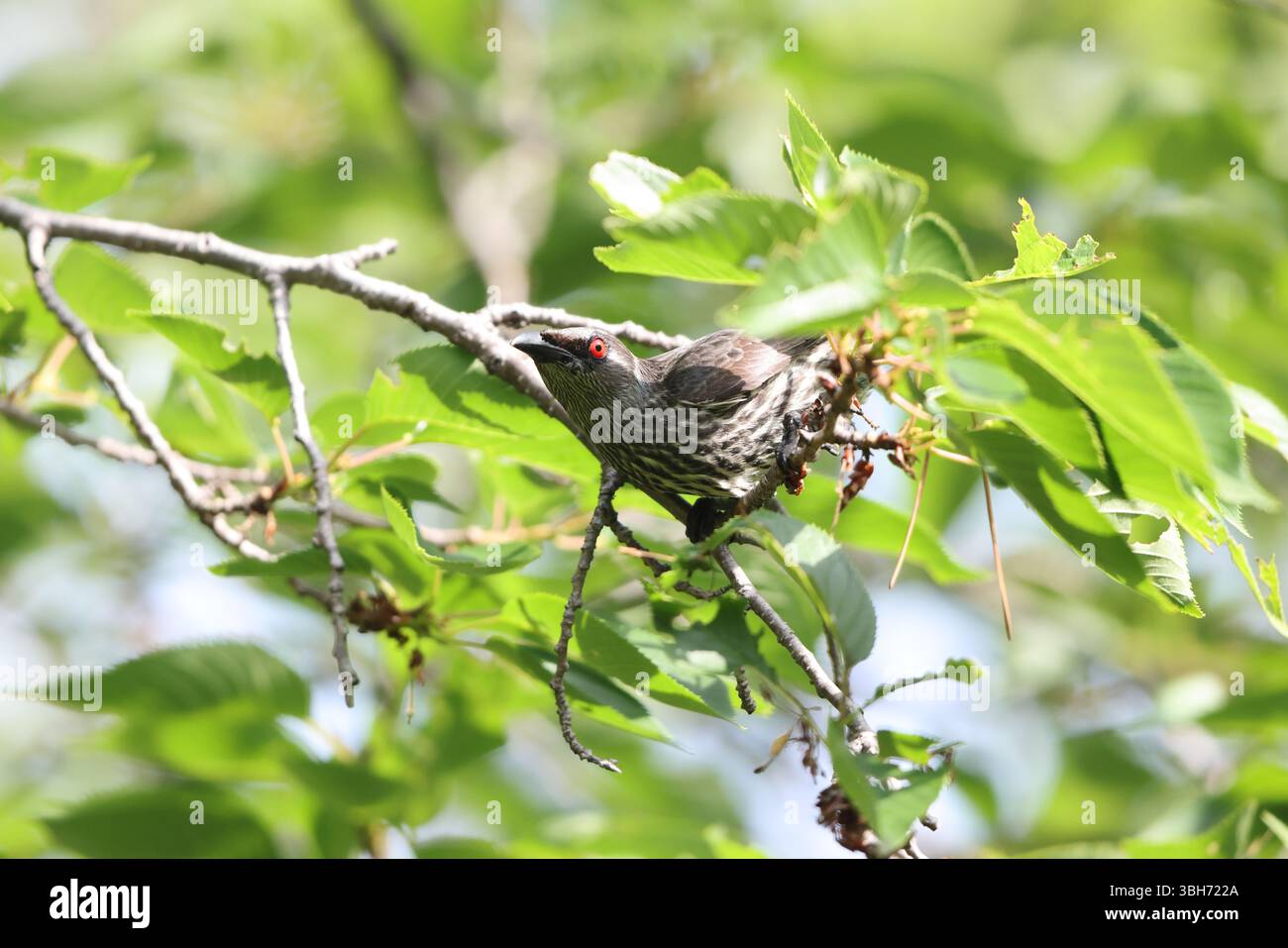 lo starling lucido asiatico (Aplonis panayensis) è una specie di starling della famiglia Sturnidae. Questa foto è stata scattata in Giappone. Foto Stock