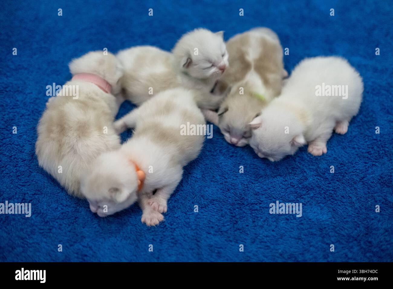 Un gruppo di 5 gattini neonati, di 1 settimana, ragdoll che dormono con gli occhi chiusi sulla coperta. Gatto domestico Foto Stock
