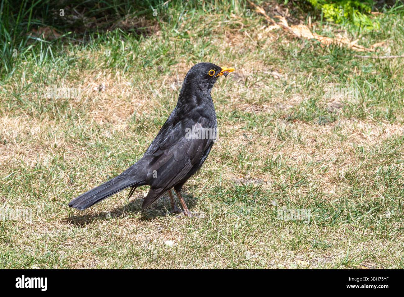 Merlo maschile (Turdus merula) che si forgia sull'erba per nutrire i suoi pulcini, Inghilterra, Regno Unito, durante la stagione di nidificazione Foto Stock
