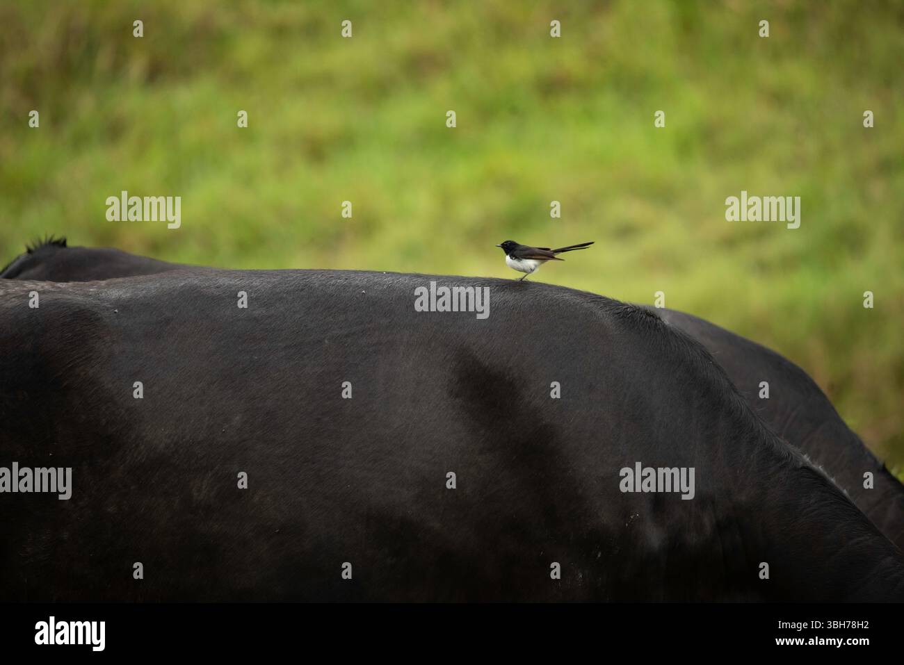 willy wagtail che cavalca sul dorso di una mucca Foto Stock