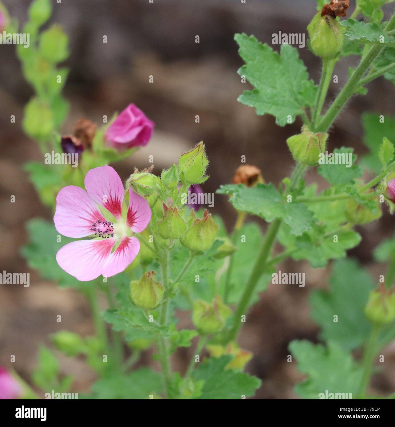 Bella Cape Mallow nella fresca luce del mattino Foto Stock