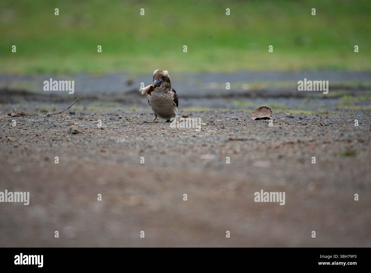 ritratto di un kookaburra da vicino Foto Stock