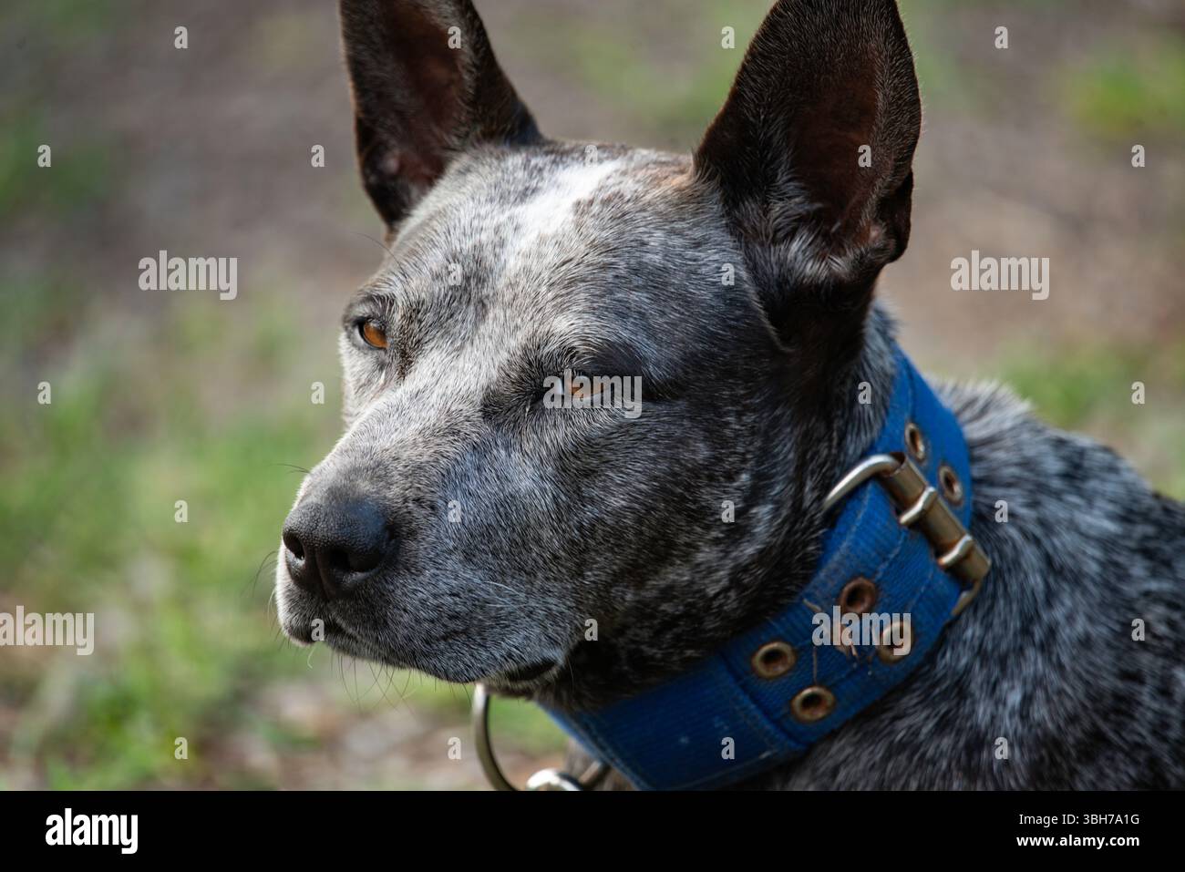 ritratto di un cane heeler blu da vicino Foto Stock