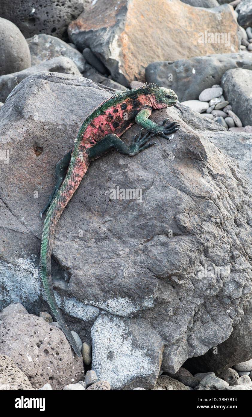 Arrampicata sull'Iguana marina a Suarez Point, Espanola Island, Galapagos Foto Stock