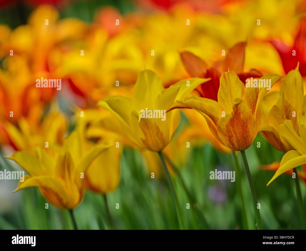 Lussureggianti tulipani primaverili colorati in fioritura fluu Foto Stock
