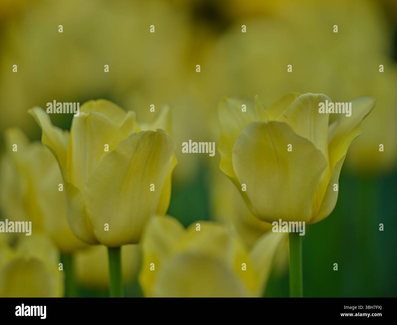 Lussureggianti tulipani primaverili colorati in fioritura fluu Foto Stock