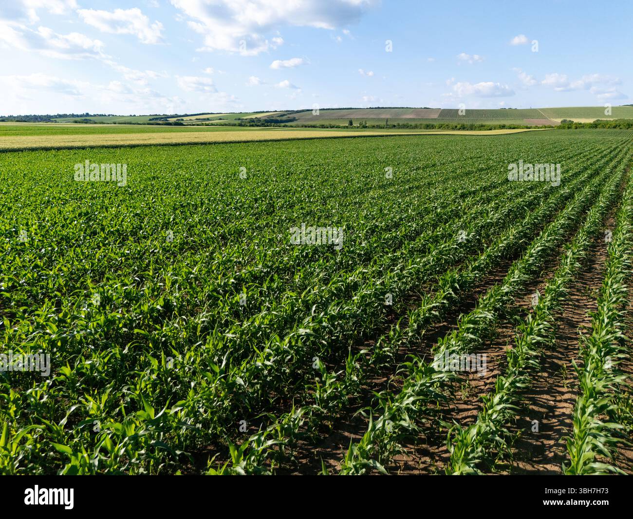 Campo agricolo con granturco giovane. Foto Stock
