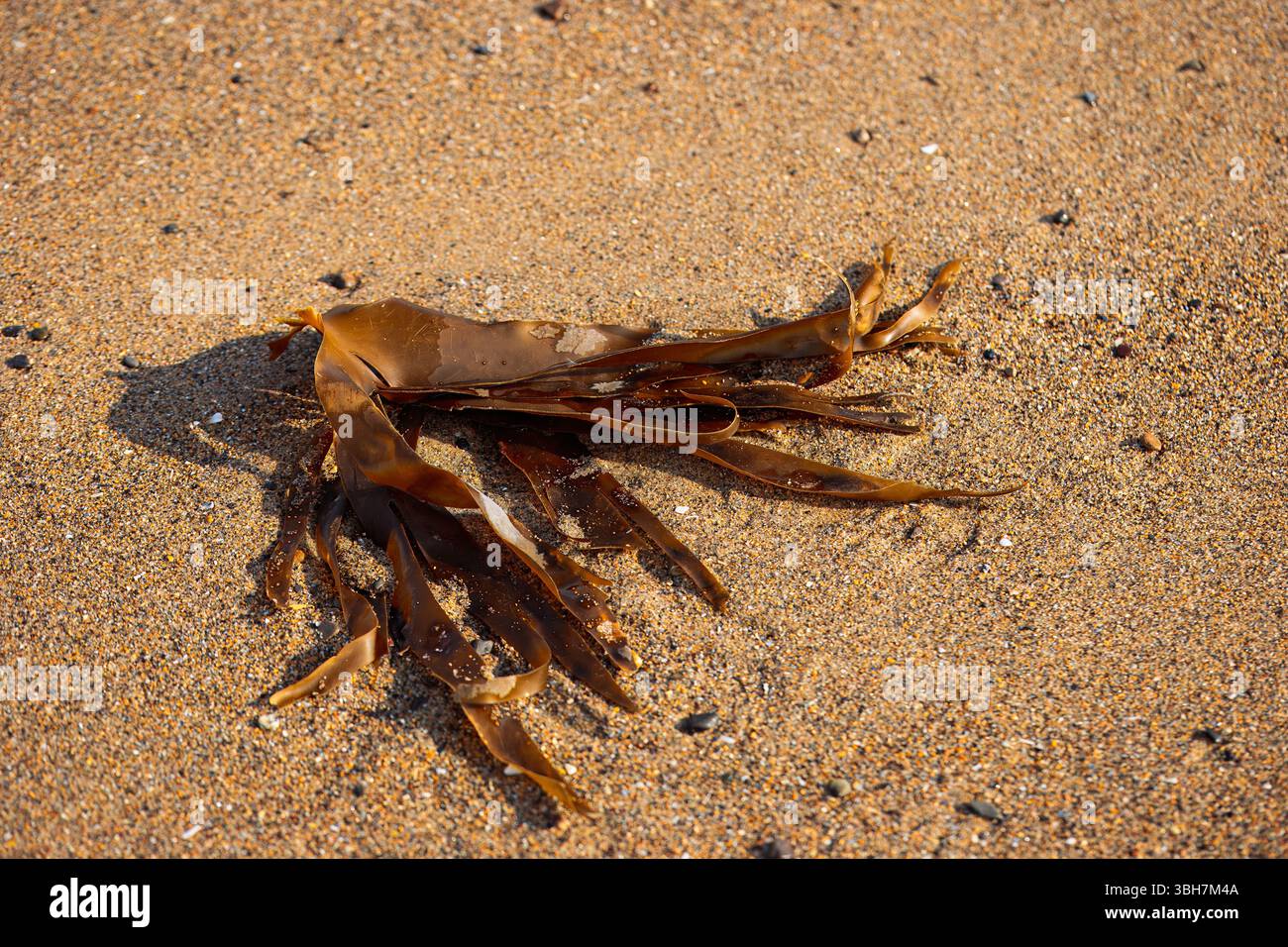Alghe marine e tessuti su drenaggio delle tempeste abbandonate in Cambois nel Northumberland, giugno 2025 Foto Stock