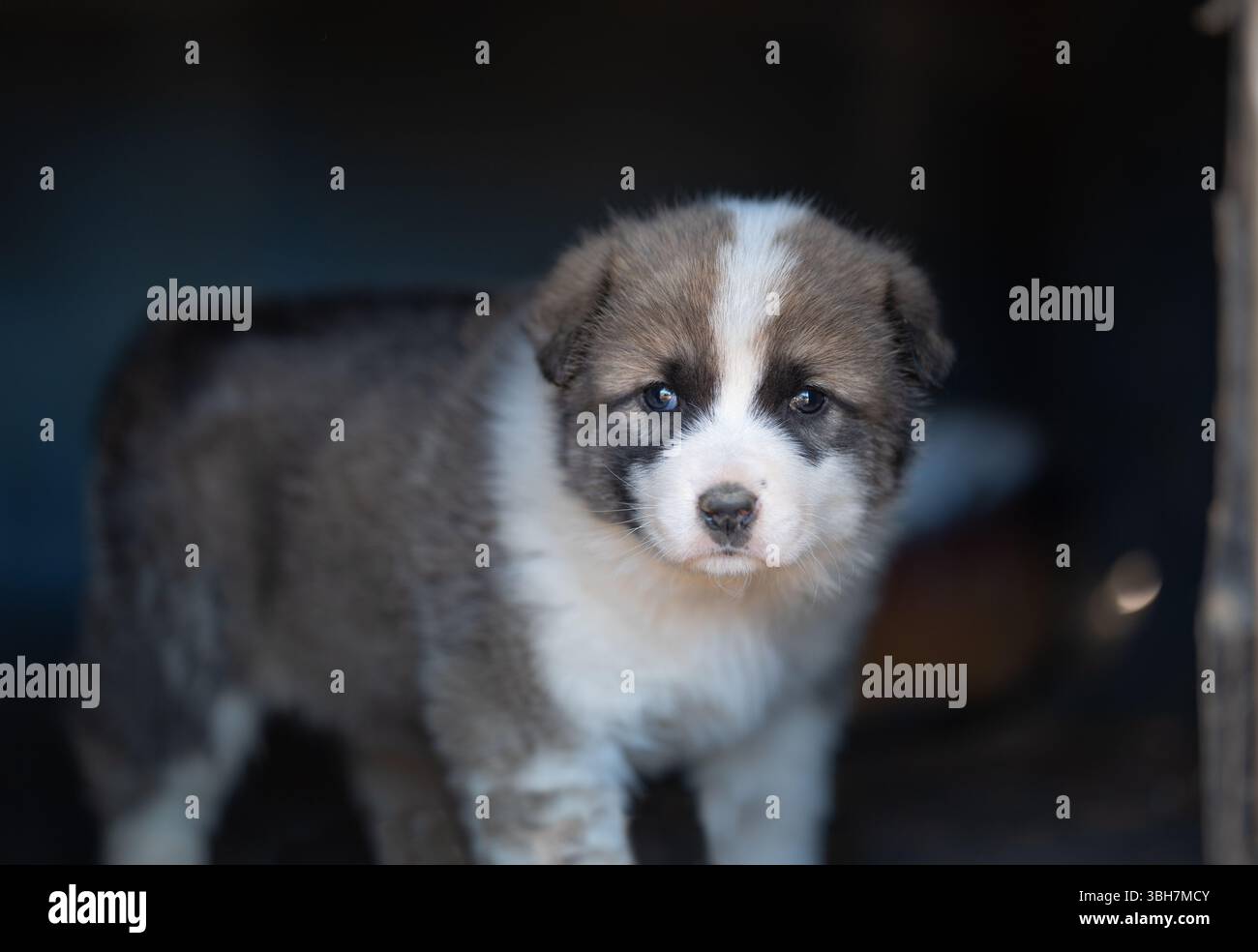 divertente cane di razza mista bellissimo ritratto su sfondo lucido sfocato camminata dei cuccioli dai colori caldi. Foto Stock