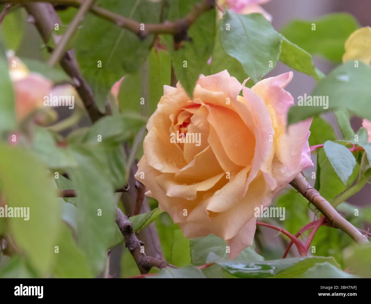 Fiore ibrido rosa giallo a forma di tè con gocce d'acqua. Doppia testa di fiore nel giardino. Bellissimo fiore di rosa con petali di pesca. Foto Stock