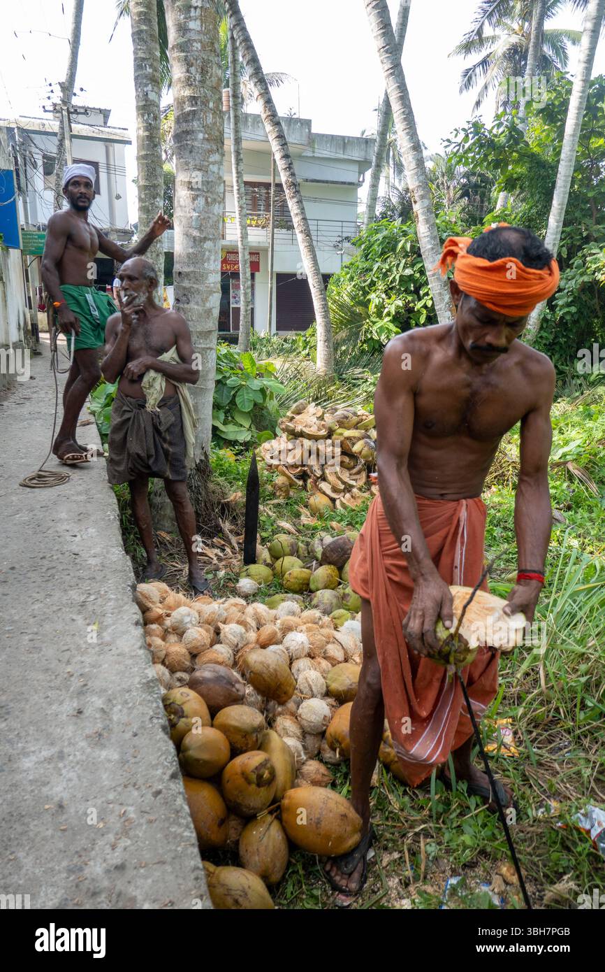 Uomini che lavorano noci di cocco in un villaggio tropicale nel Kerala, India meridionale, circondato da palme e vegetazione Foto Stock