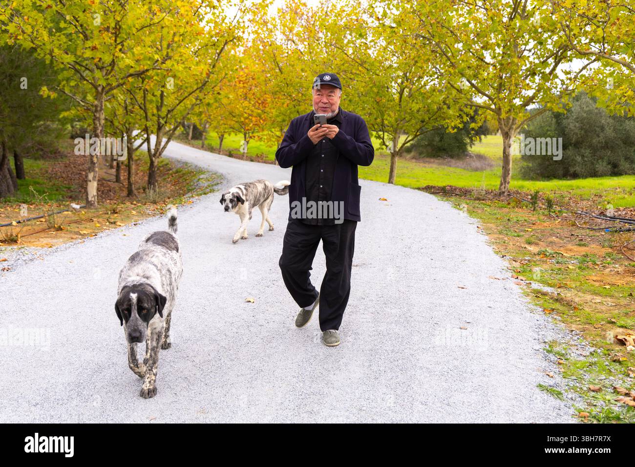 Ai Weiwei sta andando al suo nuovo atelje con i suoi due cani che parlano al telefono, all'interno del suo nuovo atelje nella sua casa a Montemor-o-Novo in Portogallo Foto Stock