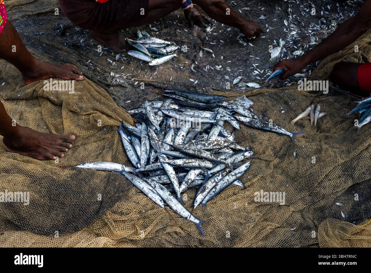 Primo piano di pesci appena pescati selezionati dai pescatori su una spiaggia del Kerala, in India, che mostrano le pratiche di pesca tradizionali e il sostentamento costiero Foto Stock