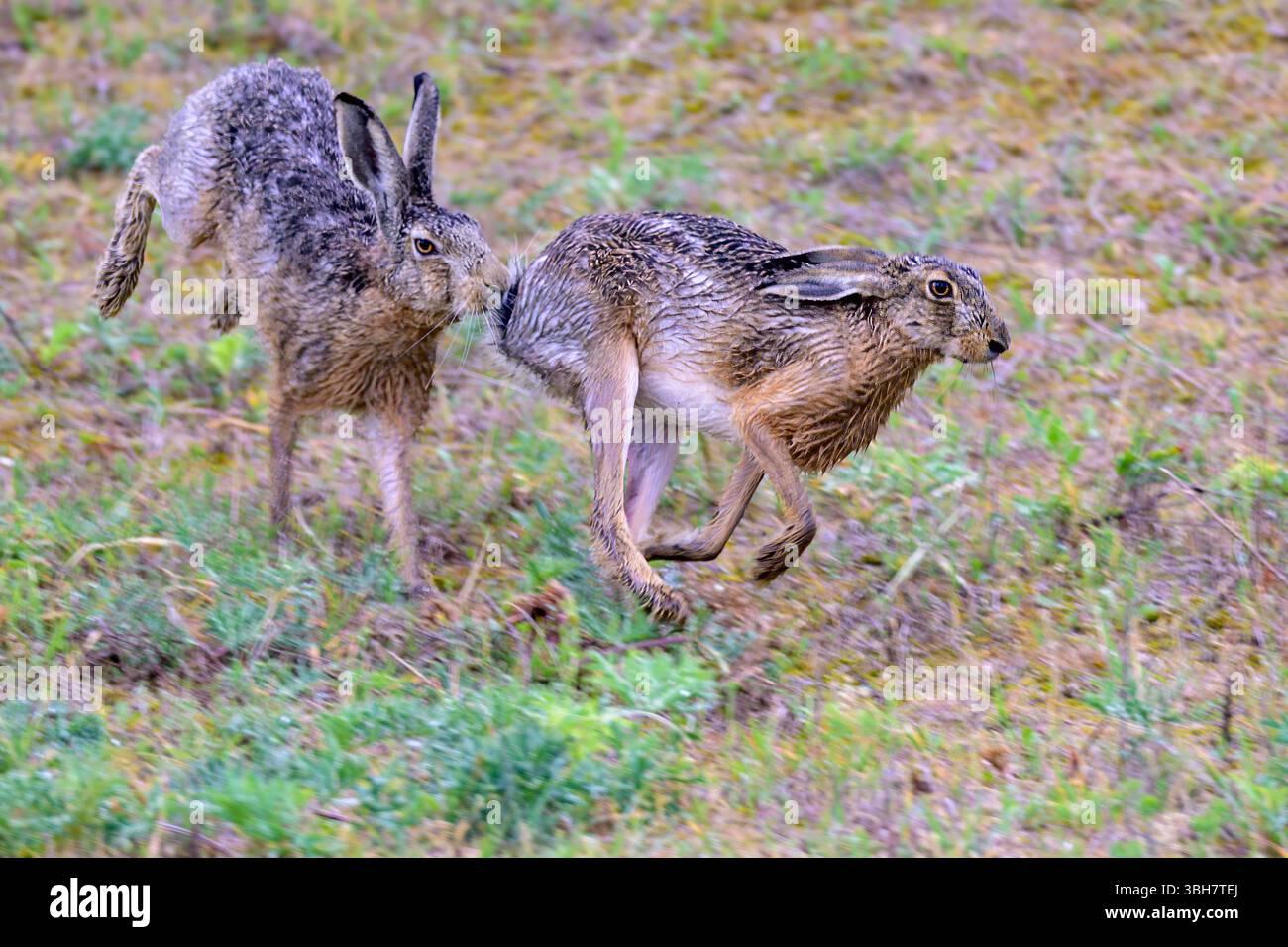 Lepri europee (Lepus europaeus) di Tiszaalpár, Ungheria. Foto Stock