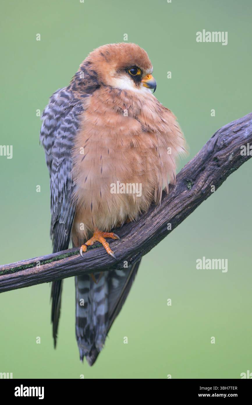 Femmina del falco dai piedi rossi (Falco vespertinus). Foto di Tiszaalpár, Ungheria Foto Stock