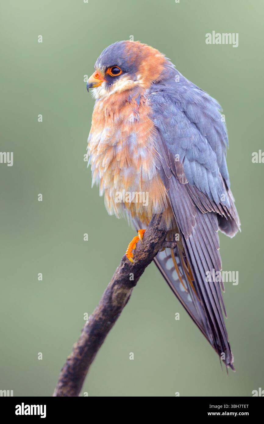 Femmina del falco dai piedi rossi (Falco vespertinus). Foto di Tiszaalpár, Ungheria Foto Stock