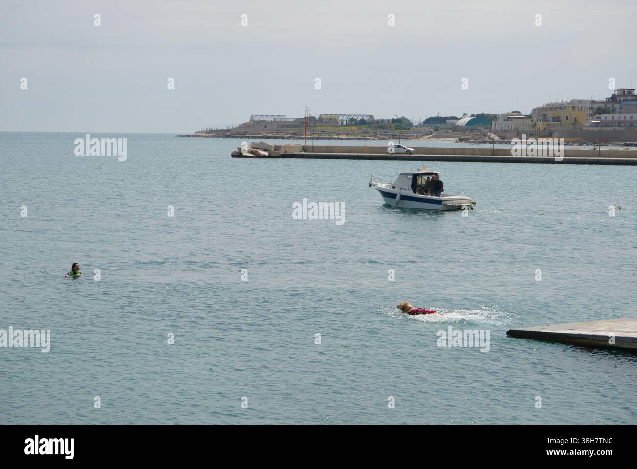 Cane bagnino, dimostrazione di salvataggio con i cani in mare - Porto di Bisceglie, Puglia, Italia Foto Stock