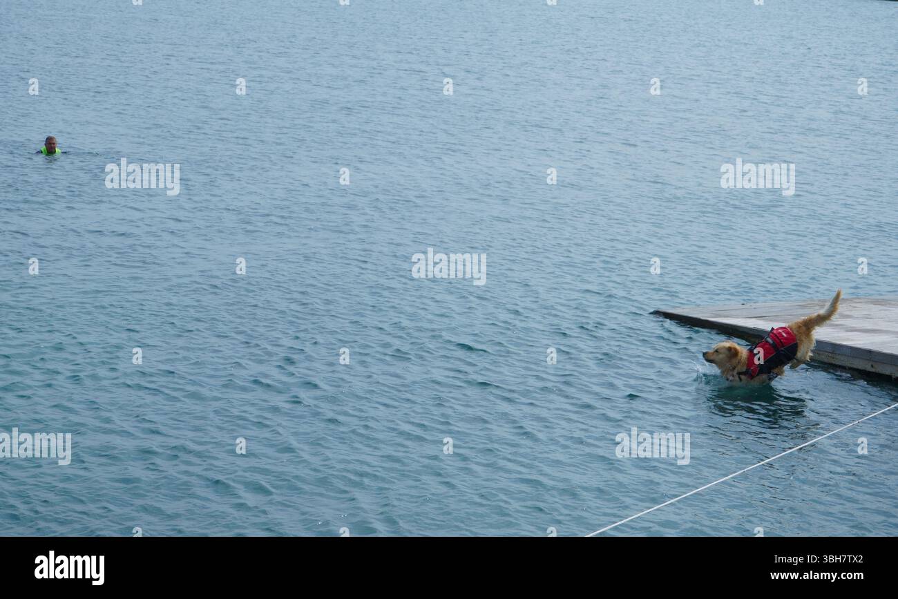 Cane bagnino, dimostrazione di salvataggio con i cani in mare - Porto di Bisceglie, Puglia, Italia Foto Stock