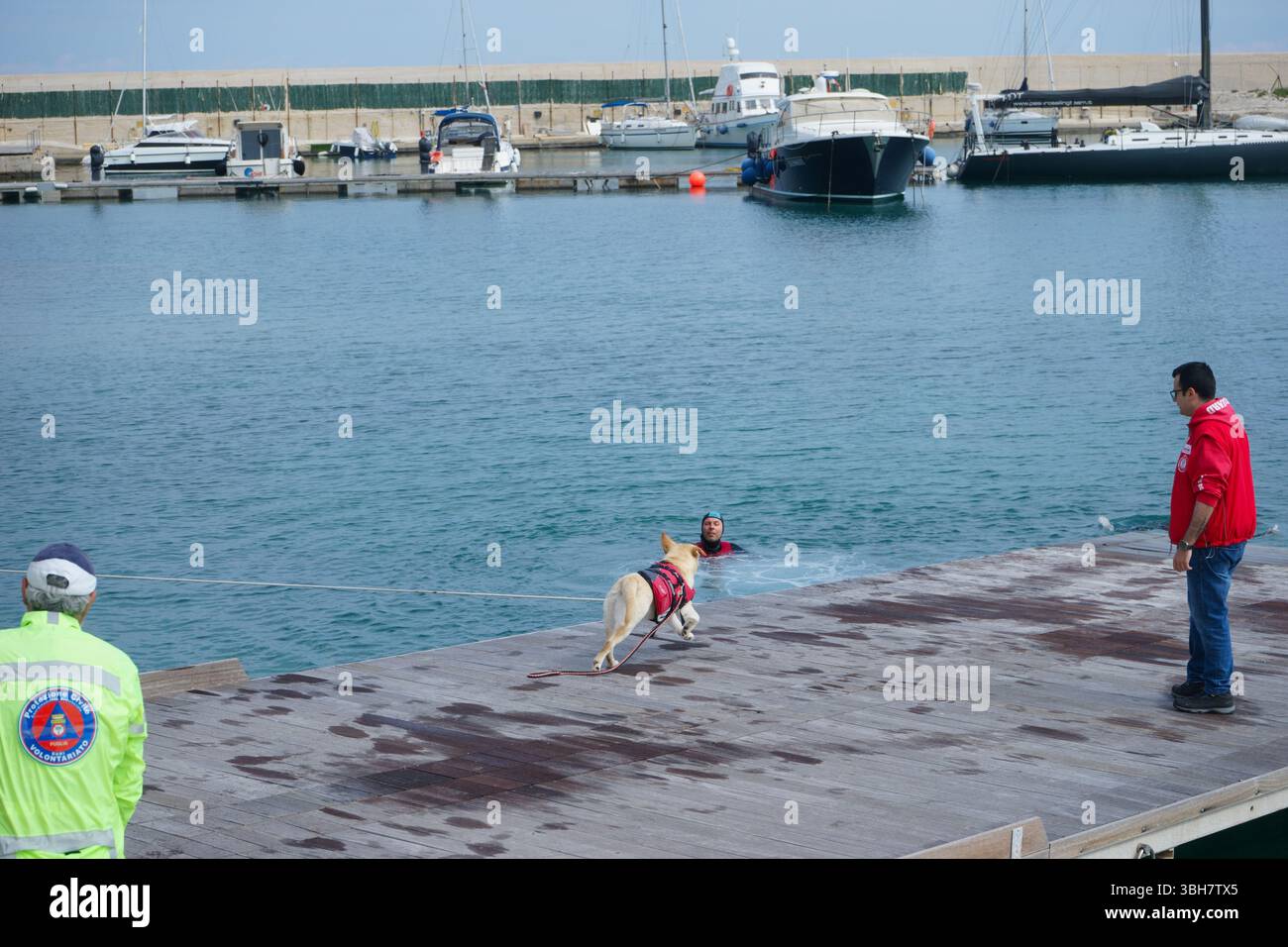 Cane bagnino, dimostrazione di salvataggio con i cani in mare - Porto di Bisceglie, Puglia, Italia Foto Stock