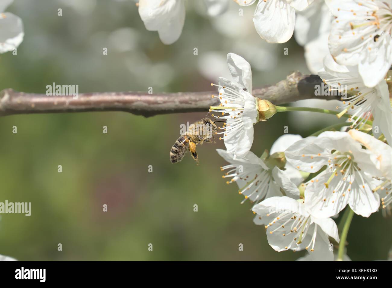 Le api volano verso i ciliegi in fiore nel giardino della comunità. Foto Stock
