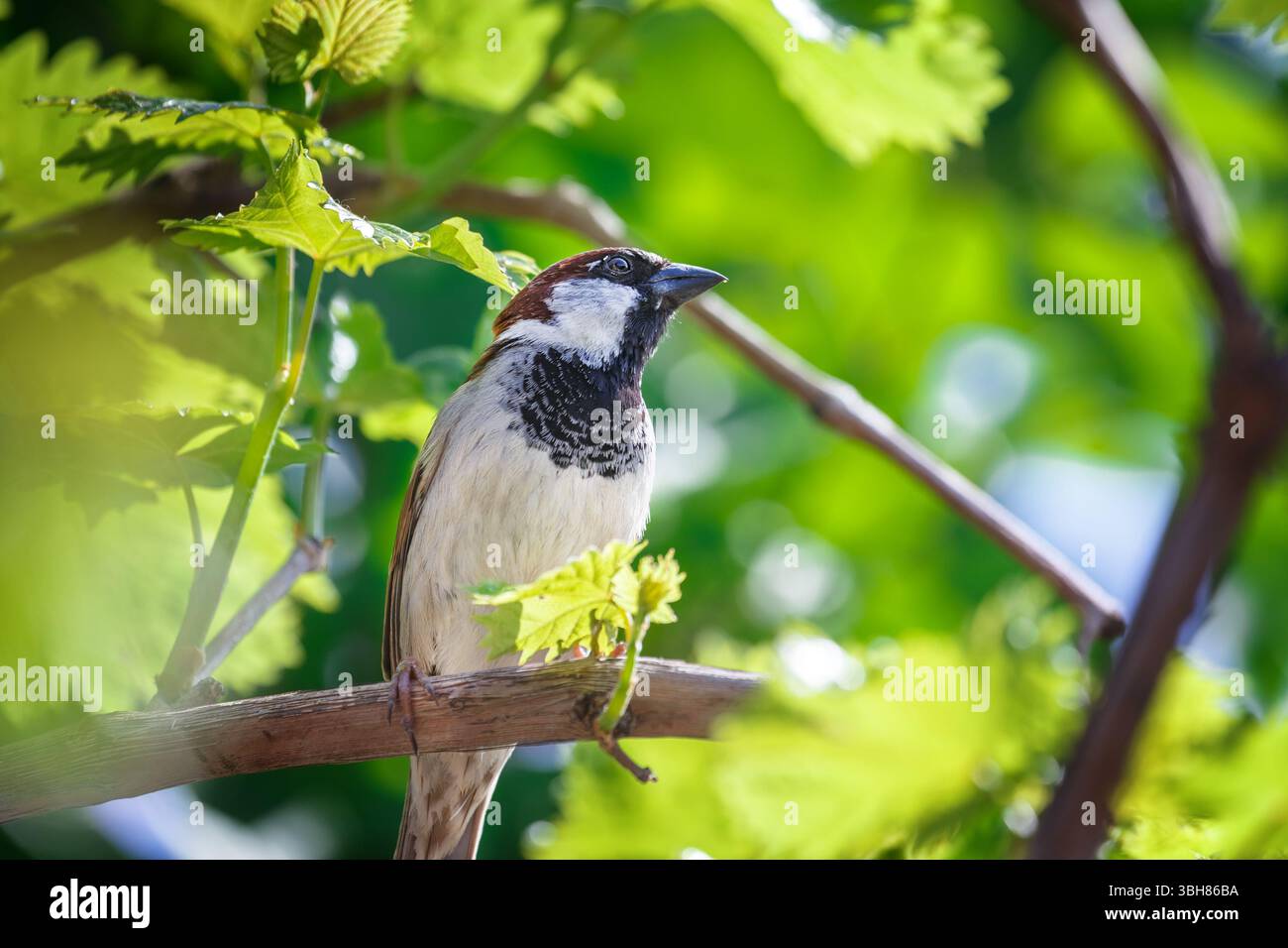 Passero seduto tra i rami d'uva. Primo piano con vegetazione luminosa Foto Stock