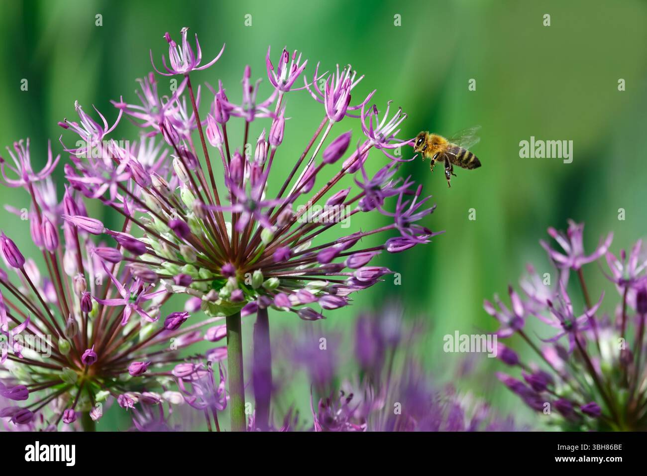 Un'ape vola verso i fiori di una cipolla ornamentale per raccogliere il nettare Foto Stock