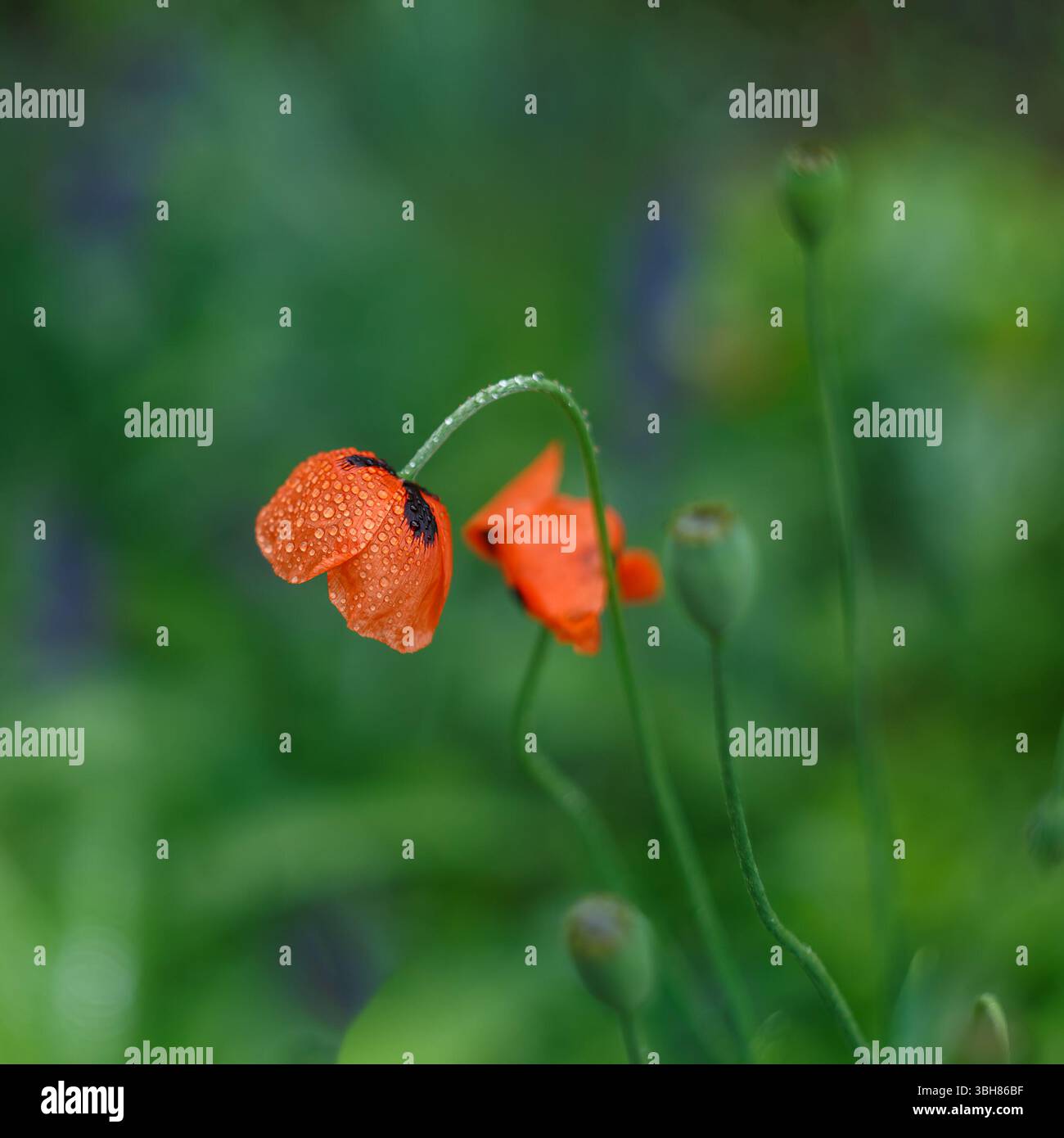 Fiore papavero ricoperto da gocce d'acqua su sfondo verde scuro sfocato Foto Stock